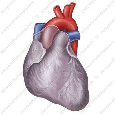 Сердце (cor) – вид спереди